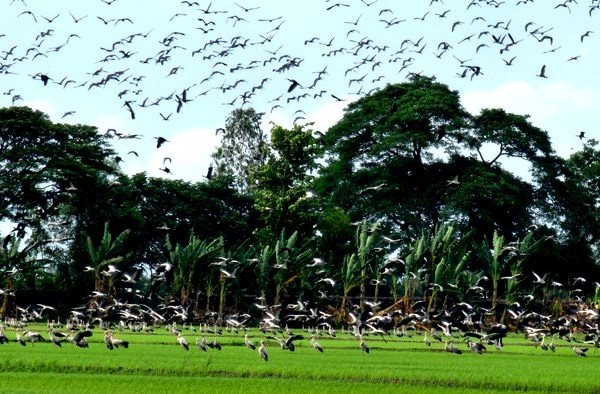 Hàng nghìn con cò ốc bay về đồng lúa ở Đồng Tháp