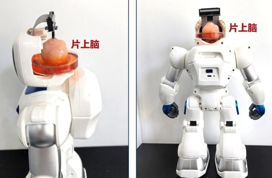 Các nhà khoa học tạo ra robot có bộ não làm từ tế bào gốc của con người