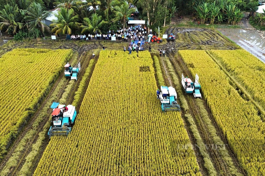 Thu hoạch vụ lúa chất lượng cao, giảm phát thải đầu tiên cả nước