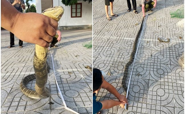 Khởi tố người đàn ông mua bán rắn hổ chúa