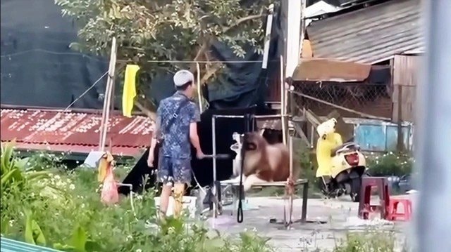 Cơ quan chức năng vào cuộc vụ hành hạ động vật ở Quảng trường Lâm Viên, Đà Lạt