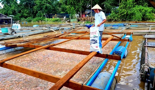 Về An Giang trải nghiệm du lịch làng bè cù lao Ông Hổ