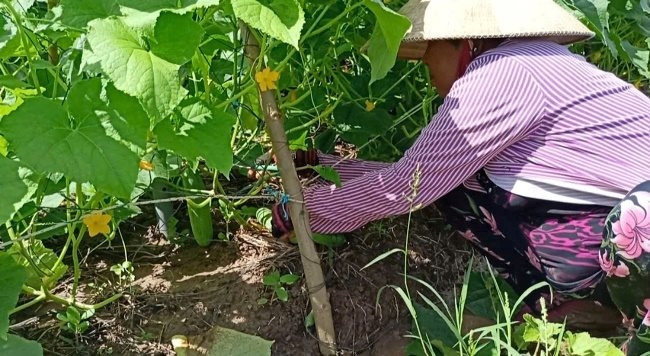 Tăng thu nhập nhờ trồng rau màu hữu cơ