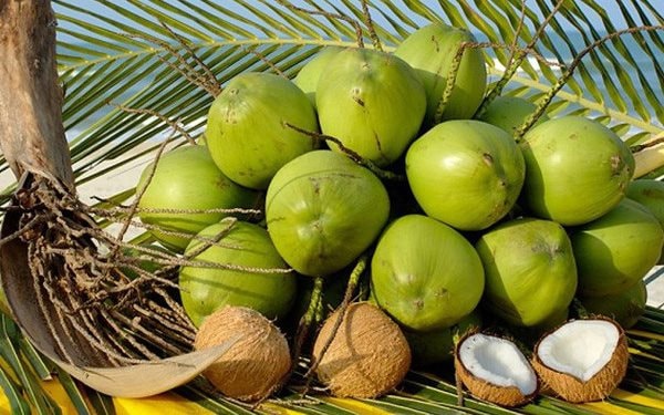 Trung Quốc sắp kiểm tra vùng trồng dừa xuất khẩu của Việt Nam