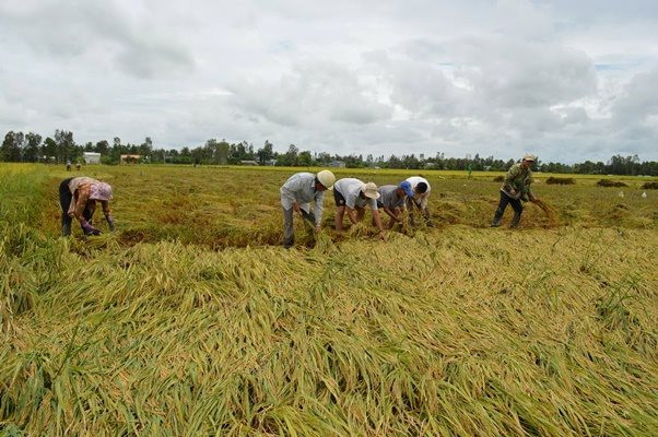 Bạc Liêu: Hơn 8.000ha diện tích lúa bị đổ ngã do mưa dông