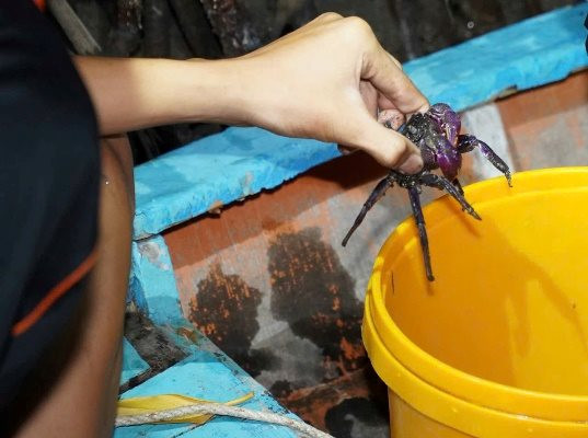 Theo chân người bắt ba khía rừng ngập mặn Cà Mau