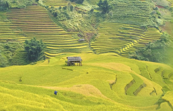 Sắc vàng rực rỡ trên ruộng bậc thang Mù Cang Chải