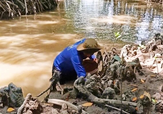 Đục hàu - nghề mưu sinh ở Cà Mau