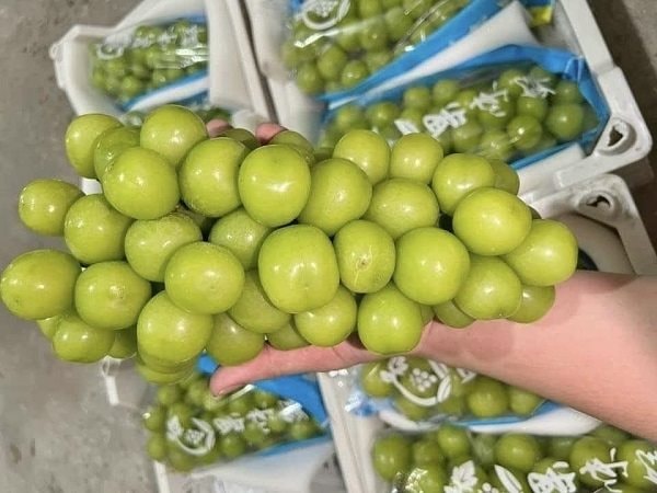 Giám sát chặt chẽ nho Trung Quốc vào Việt Nam
