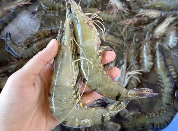 Ngành tôm Việt điều chỉnh chiến lược trước thay đổi từ thị trường Mỹ
