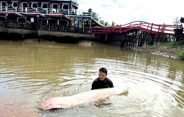 Ngắm đàn cá hải tượng ‘khủng’ tại khu du lịch Cồn Én