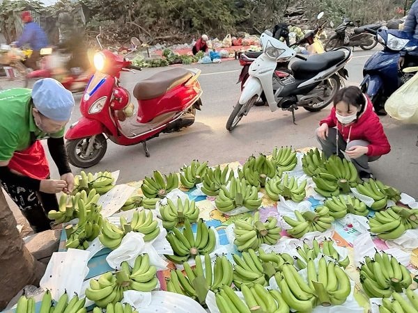 Giá chuối xanh ngày tết tăng cao ngất ngưởng
