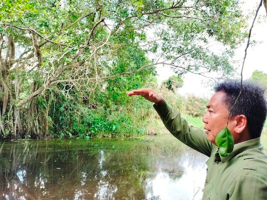 Đầu xuân Ất Tỵ nghe kể chuyện rắn ‘khổng lồ’ ở rừng U Minh Hạ