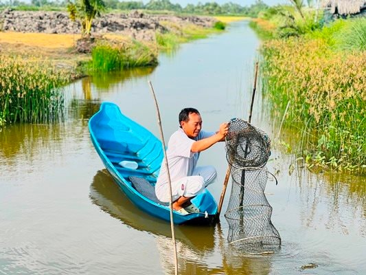 Nông dân Cà Mau thắng lớn vụ lúa - tôm đầu xuân Ất Tỵ