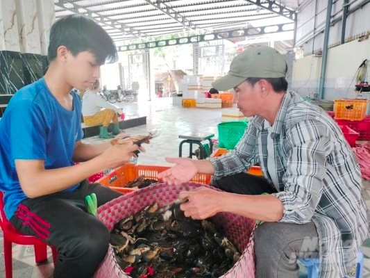 Cà Mau: Nông dân phấn khởi vì giá cua tăng