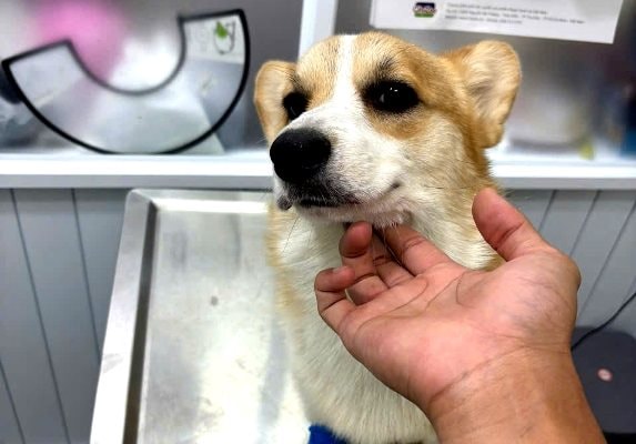 Thú cưng đang trở thành ‘đích ngắm’ của bọn tội phạm