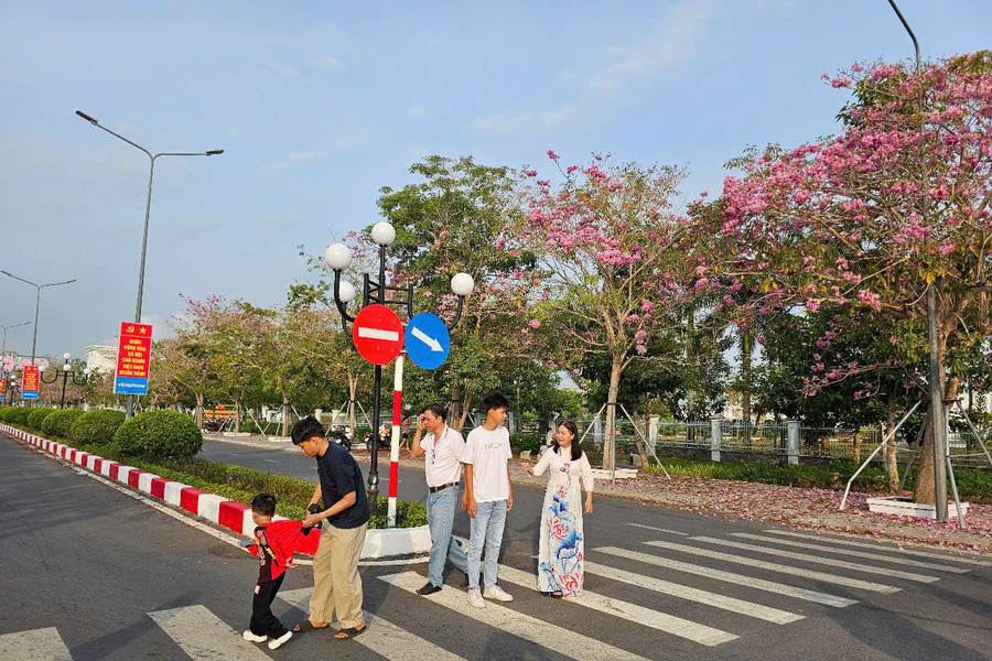 ĐBSCL lần đầu tiên tổ chức lễ hội hoa kèn hồng