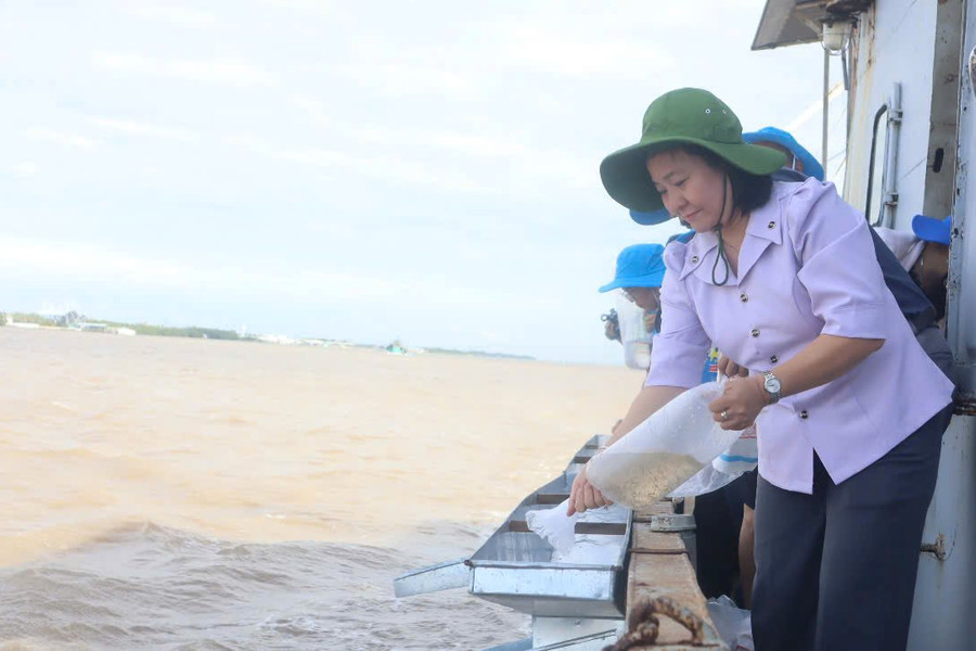 Thả hơn 1,5 triệu con tôm sú giống về môi trường tự nhiên