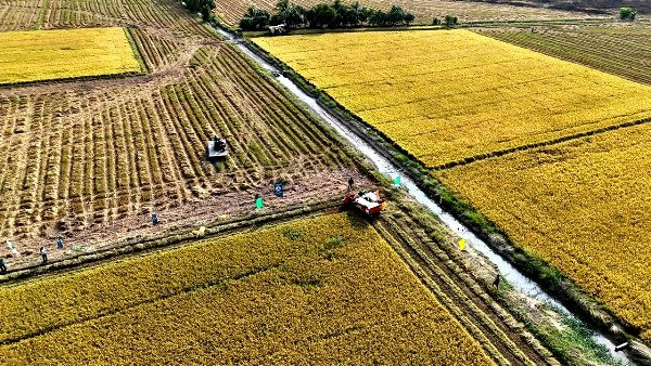 An Giang: Hàng trăm nông dân hào hứng tham gia ngày hội thu hoạch lúa