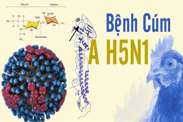 Bé gái 8 tuổi ở Tây Ninh bị viêm màng não do vi rút cúm gia cầm H5N1