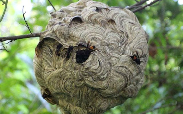 Một lần ăn cháo ong nhớ đời