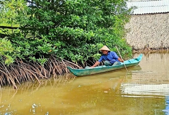 Nhộn nhịp vụ thu hoạch tôm mùa con nước ở Cà Mau