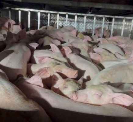 Bạc Liêu: Phát hiện xe chở đi tiêu thụ 120 con heo không có giấy kiểm dịch