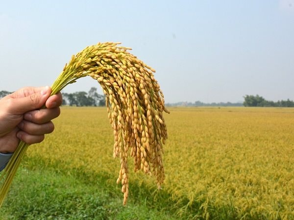 Đưa AI vào phát triển giống lúa chất lượng cao