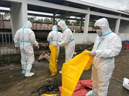 Bạc Liêu: Tiêu hủy 70 con heo không giấy kiểm dịch