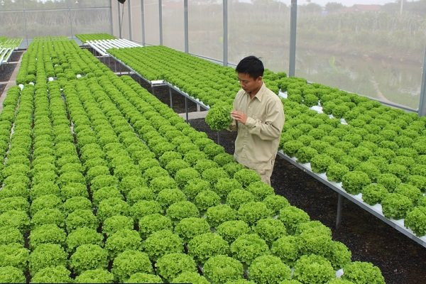 Hà Nội: Người dân tăng thu nhập nhờ ứng dụng nông nghiệp công nghệ cao