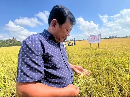 Tăng năng suất từ việc sử dụng chế phẩm Emuniv trong sản xuất lúa