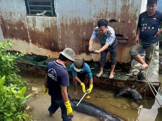 Cà Mau: Phát hiện xác cá heo bên bờ sông Cái Tàu