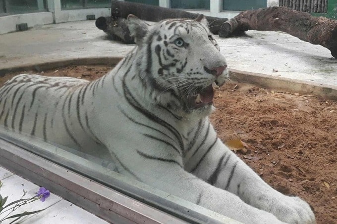 Có thể dùng AI để hỗ trợ bảo tồn các loài quý như hổ trắng Bengal?