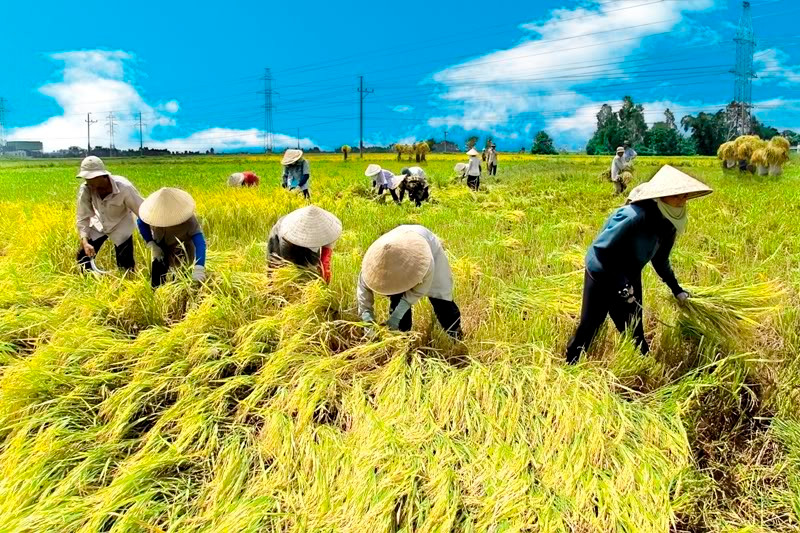 FAO ca ngợi mô hình lúa gạo hướng tới Net Zero của Việt Nam