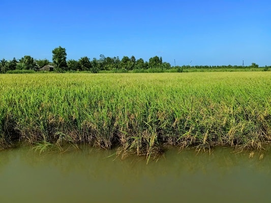 Giảm phát thải, tăng lợi nhuận từ trồng lúa ST24, ST25 trên đất tôm-lúa