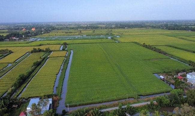 Cà Mau: Xây dựng thương hiệu lúa – tôm chất lượng cao