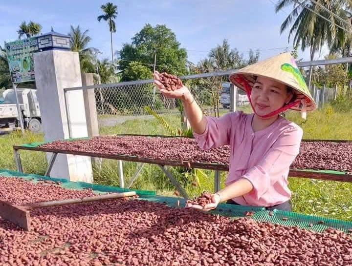 Thị trường ưa chuộng ca cao hữu cơ ở Vĩnh Long