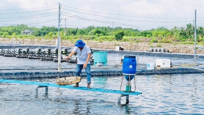 Ứng dụng công nghệ RAS-IMTA vào nuôi tôm giúp giảm phát thải, bảo vệ môi trường