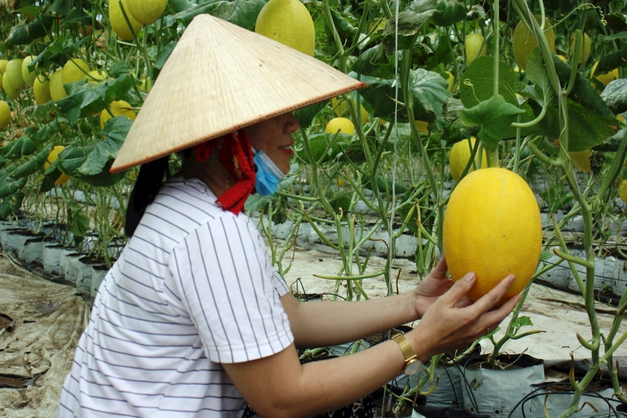 An Giang: Phát triển trồng dưa lưới ứng dụng công nghệ cao