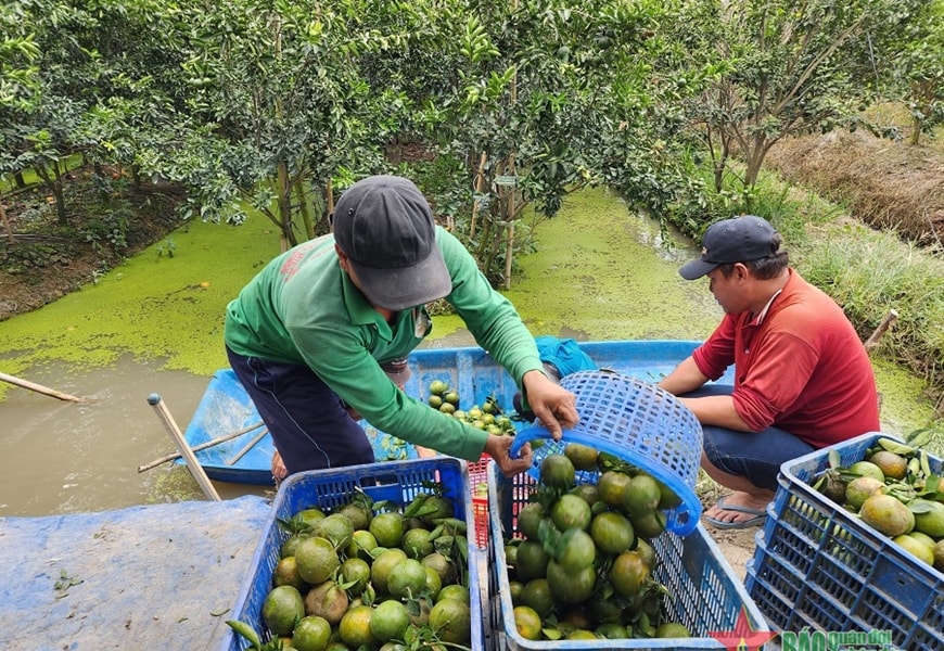 Trồng cam sành ĐBSCL: Nông dân "khóc hết nước mắt" với giá 2-3.000 đồng/kg
