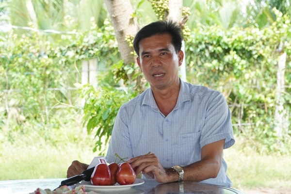 Mận hồng Sân Tiên hữu cơ chinh phục thị trường khó tính