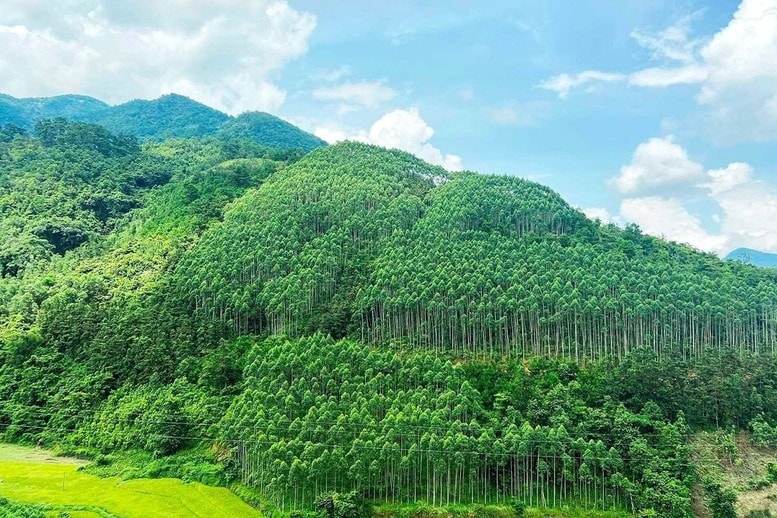 Chuyển nhượng 1 triệu tấn CO2, Việt Nam đột phá ở thị trường carbon