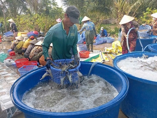 Nông dân Cà Mau thắng lớn vụ tôm càng xanh trên đất lúa - tôm