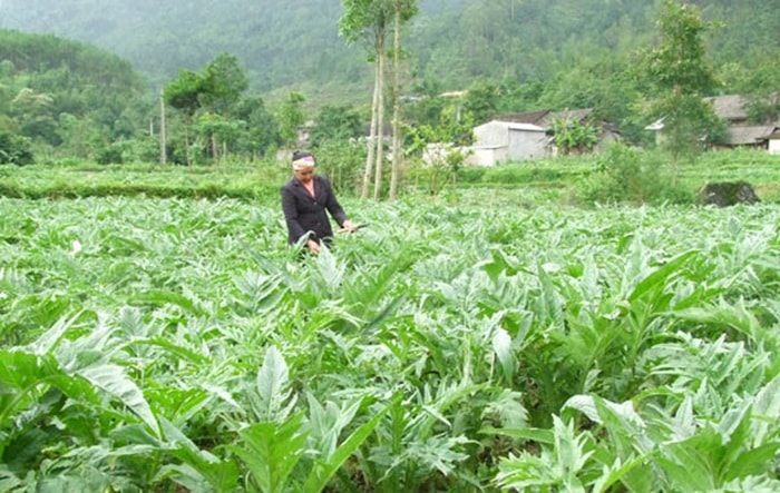 Thủ tướng yêu cầu đẩy mạnh phát triển nền y học cổ truyền Việt Nam