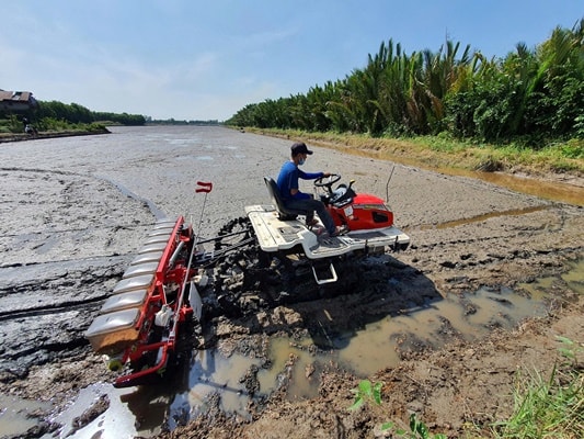 Cà Mau vào vụ sạ lúa trên đất nuôi tôm