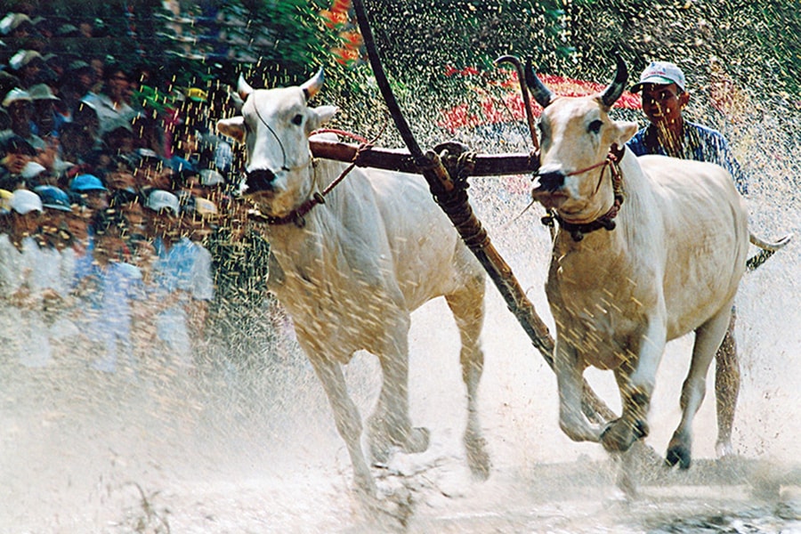Lễ hội đua bò An Giang, nơi giao hòa thiên nhiên và văn hóa