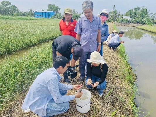 Cà Mau phát triển mô hình lúa - tôm theo chuỗi liên kết