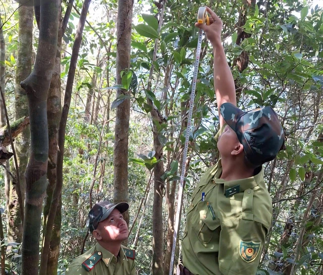 Chè Shan cổ thụ bất ngờ được phát hiện ở vùng núi Huế