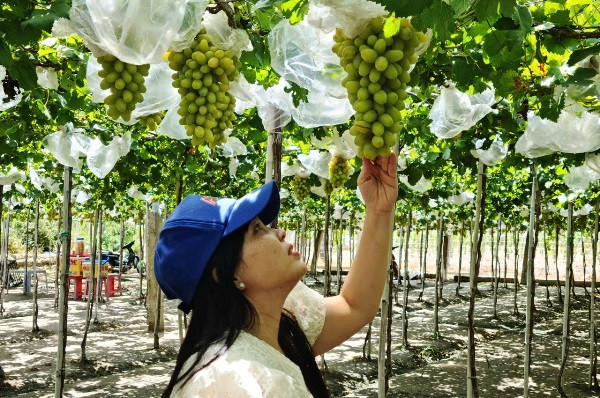 Vườn nho công nghệ cao ở An Giang: từ nông nghiệp đến du lịch sinh thái