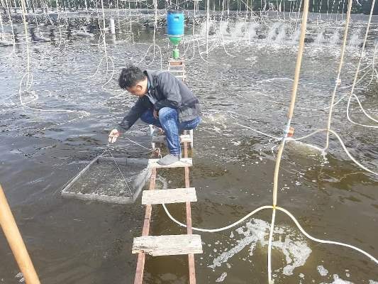 Cà Mau: Mở rộng mô hình nuôi tôm tuần hoàn ứng dụng công nghệ RAS-IMTA
